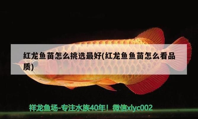 紅龍魚魚苗怎么看品質(zhì)好壞（紅龍魚魚苗價格范圍）