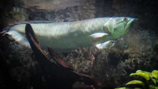 白化金龍魚多少錢一條（白化金龍魚價(jià)格對(duì)比白化金龍魚市場(chǎng)供需情況分析） 龍魚百科 第4張