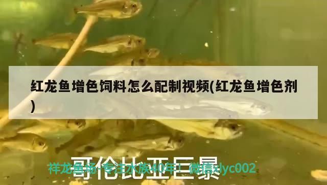 紅龍魚增色劑配方（紅龍魚增色劑副作用） 龍魚百科 第2張