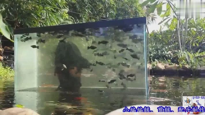 裕龍匯:房六六是裕豐地產嗎 水族品牌