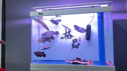 沈陽魚缸定做(沈陽買魚缸去哪個地方比較好) 魚缸百科