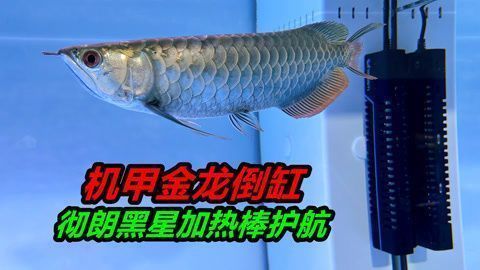 紅龍魚魚鰭是不是自行斷尾的（紅龍魚斷尾如何預防） 龍魚百科 第5張