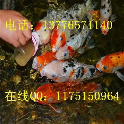 廣元觀賞魚批發(fā)市場(chǎng):廣元市老城菜市場(chǎng)在什么位置