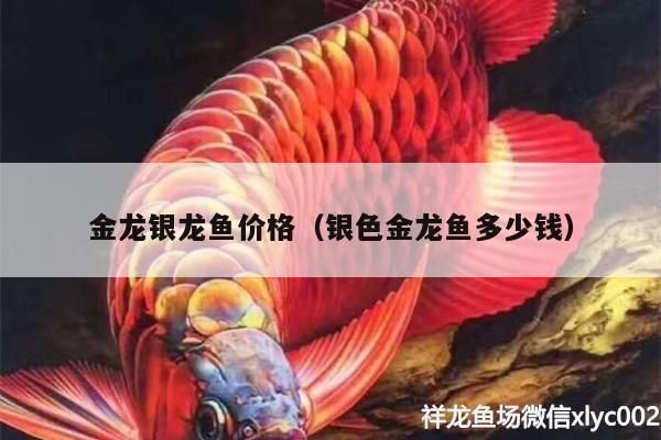 金龍銀龍魚多少錢一條（金龍魚和銀龍魚的價(jià)格） 龍魚百科 第1張