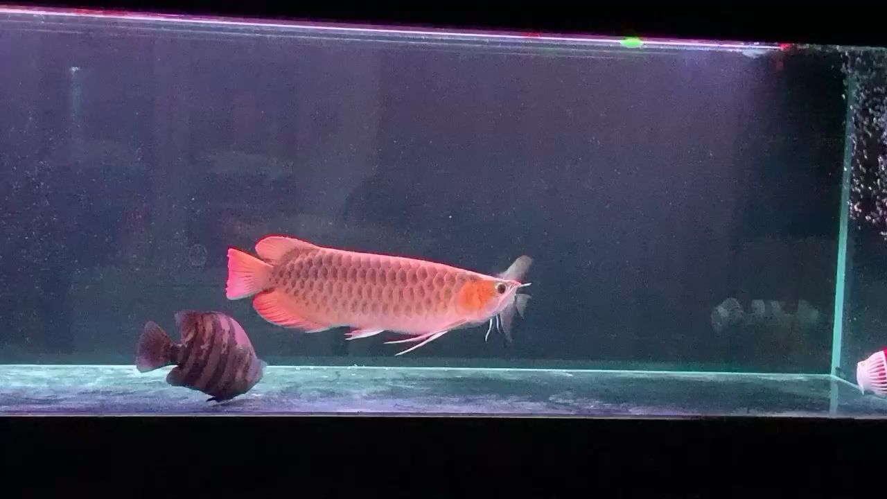 昌都水族館滿血復(fù)活吧 奈及利亞紅圓點狗頭