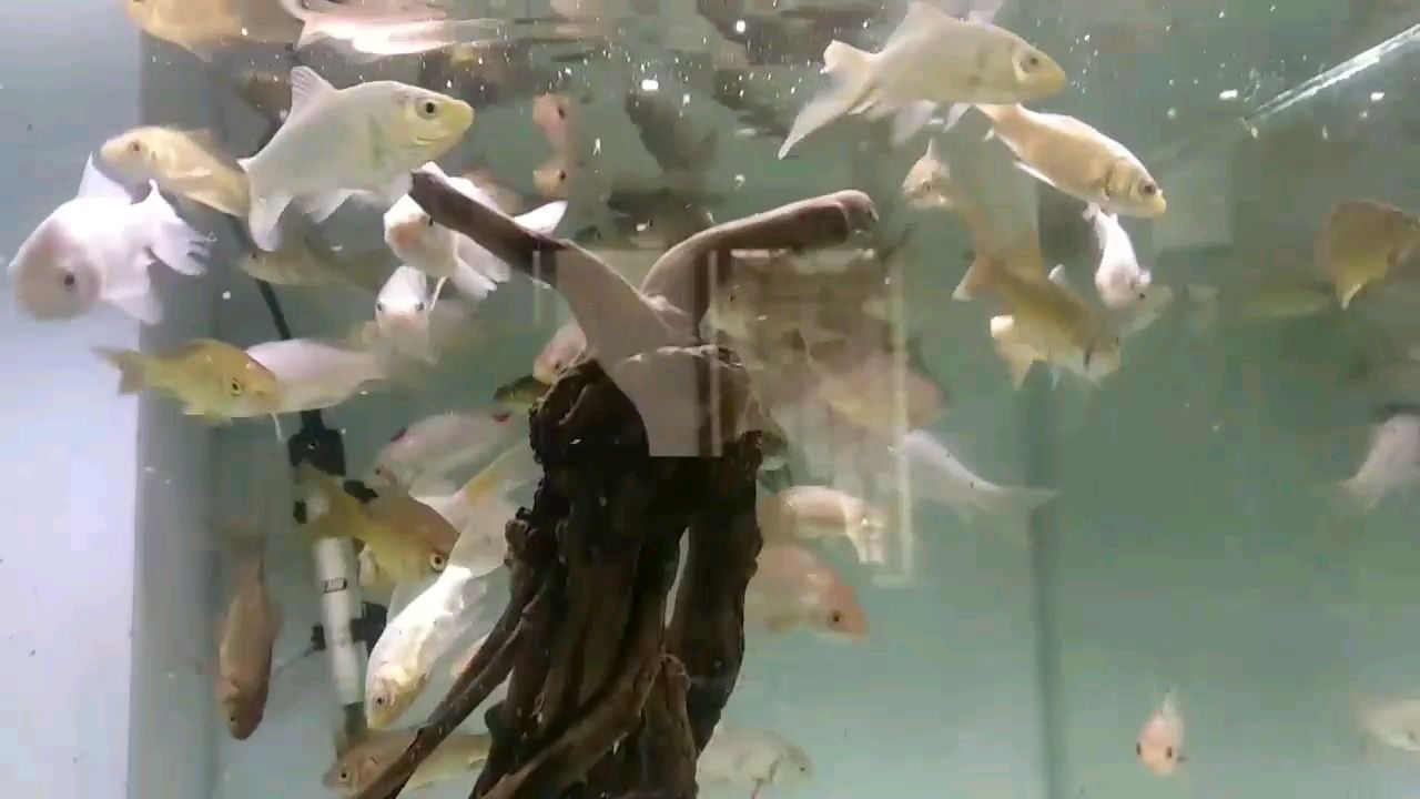 飼料魚也得喂食一塊豐年蝦喂食全缸魚