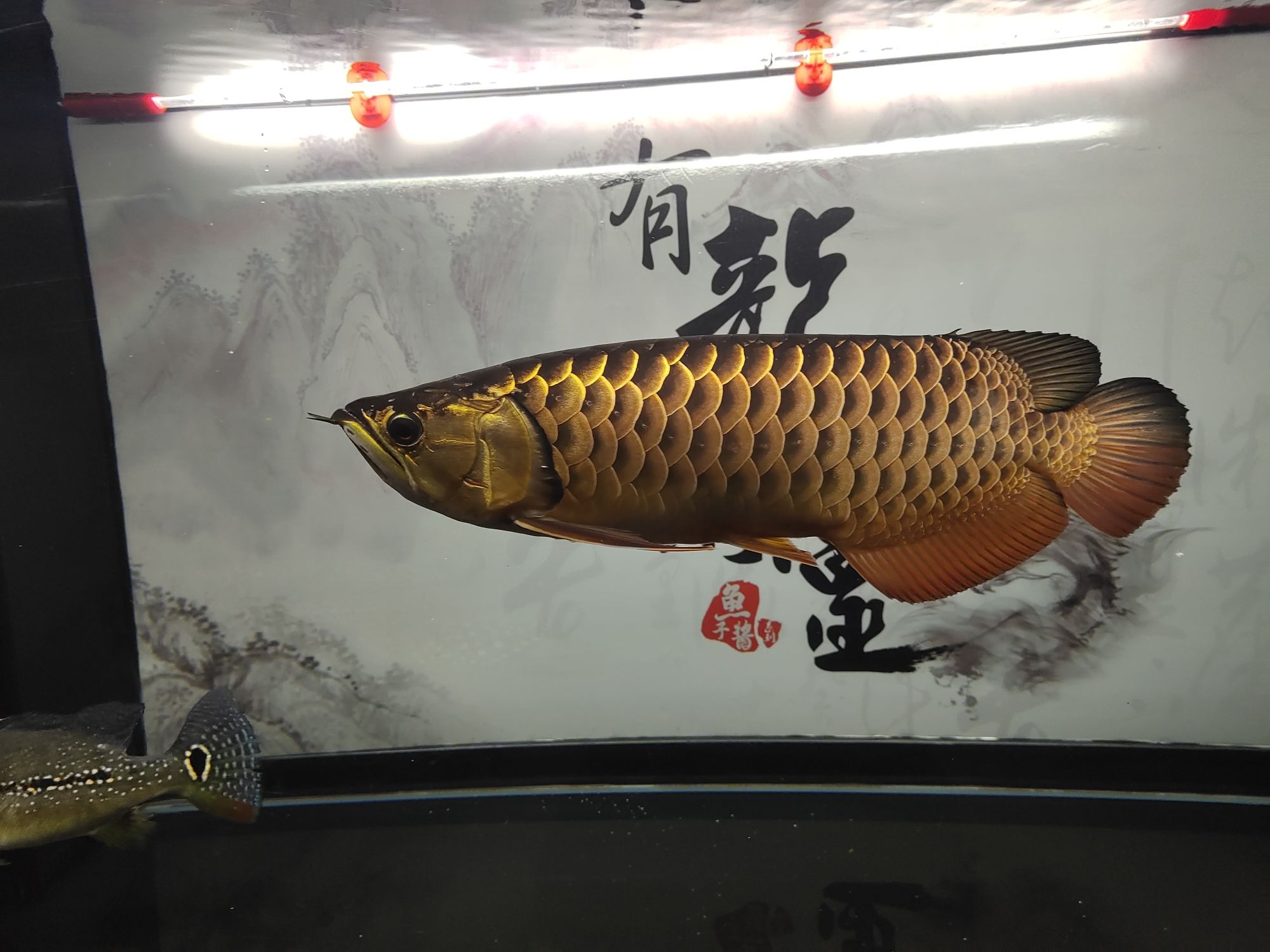 常州觀賞魚市場(chǎng)金龍是最喜歡養(yǎng)的魚