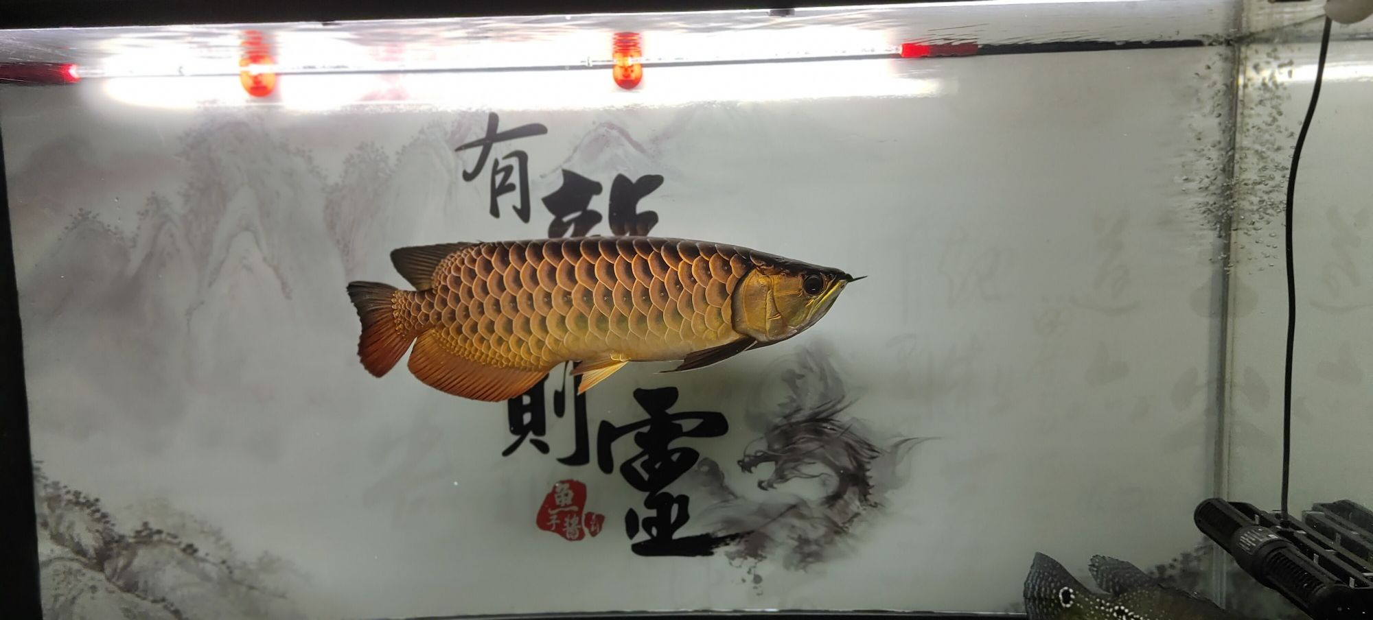 常州觀賞魚市場(chǎng)金龍是最喜歡養(yǎng)的魚