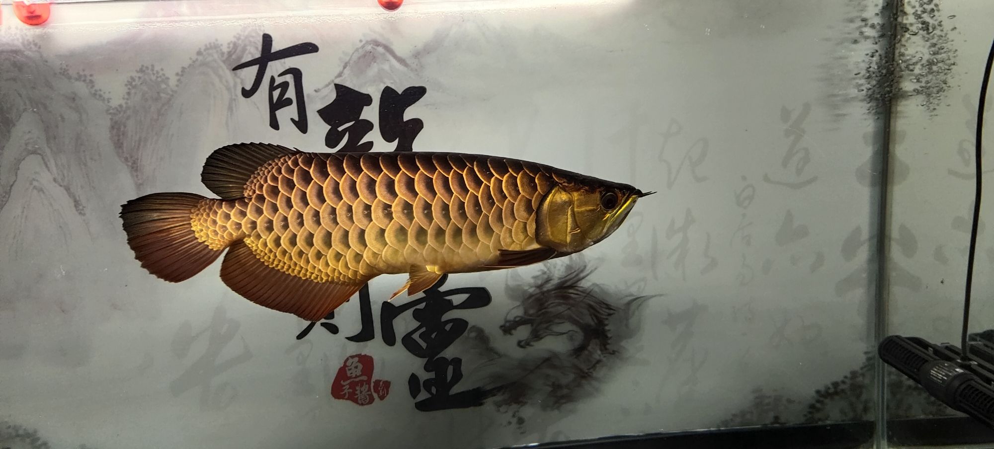 常州觀賞魚市場(chǎng)金龍是最喜歡養(yǎng)的魚