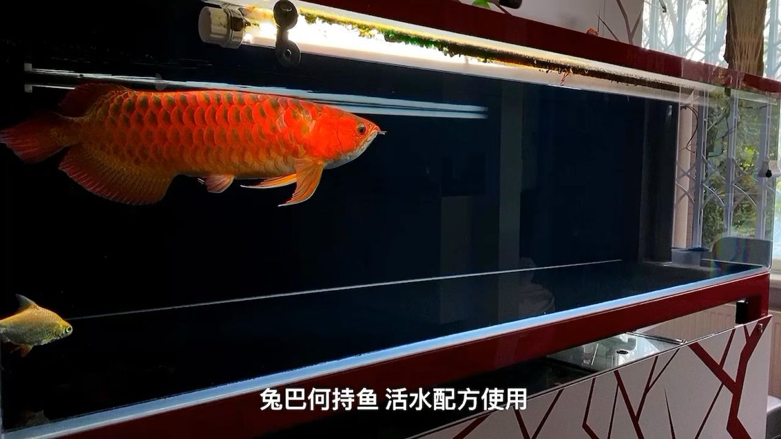 拉薩觀賞魚市場(chǎng)兔巴何持魚9月更新