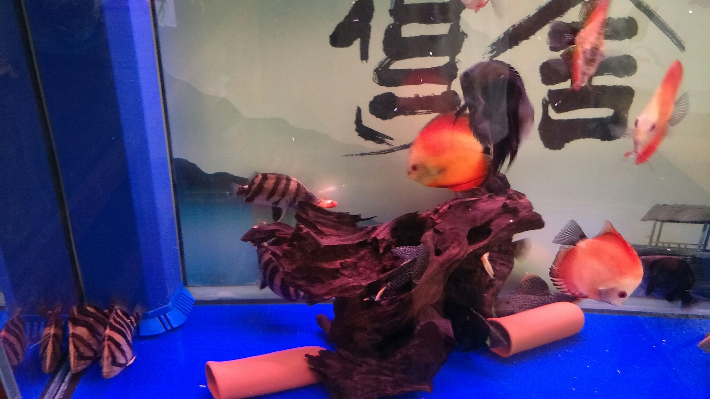 銅仁水族館膽小如鼠的黑炭虎