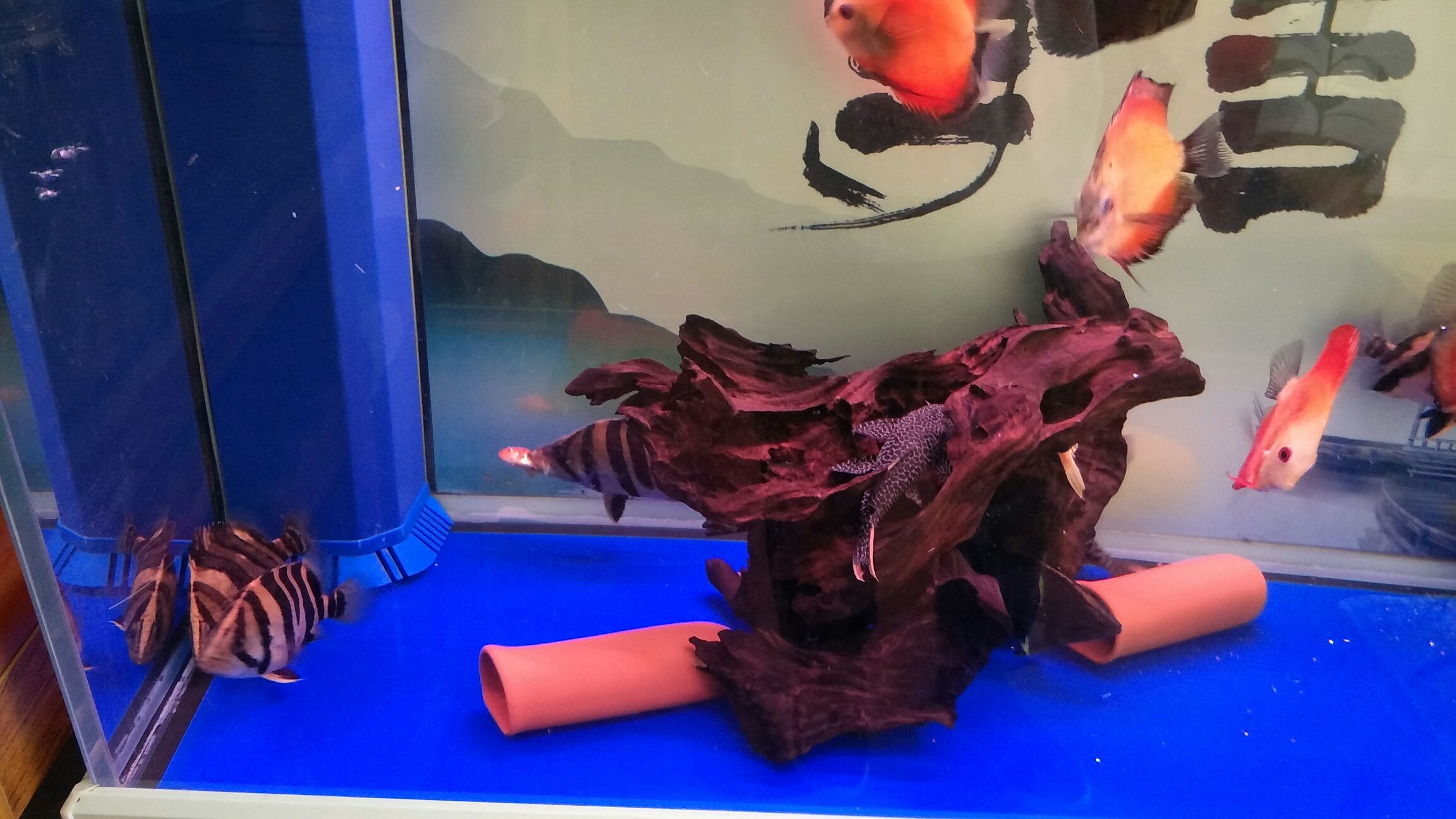 銅仁水族館膽小如鼠的黑炭虎 虎紋銀版魚 第5張