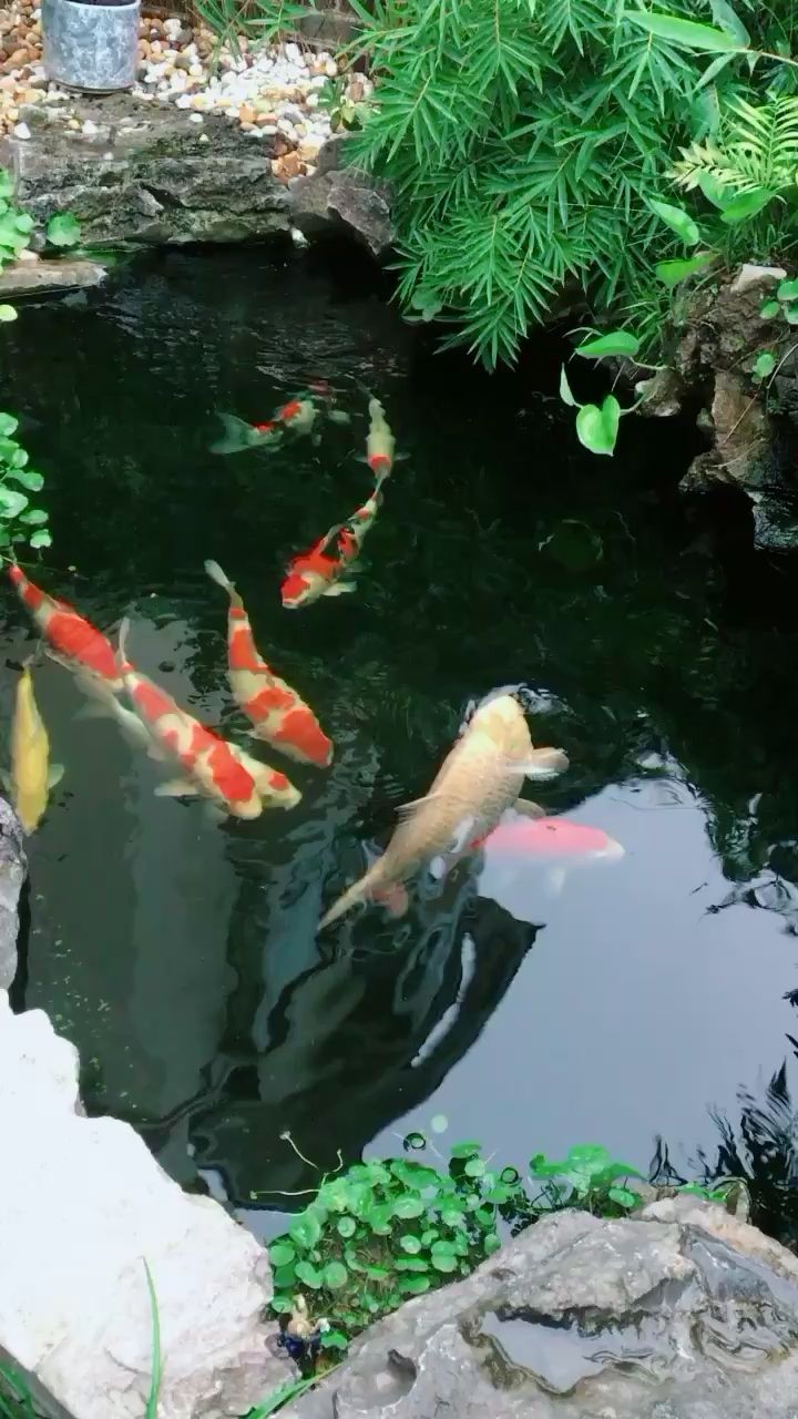 雨后．魚樂．吾樂