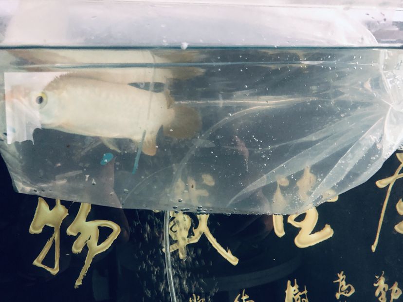 新買的小龍不知品相如何大家來看看 委內(nèi)瑞拉奧里諾三間魚苗 第4張