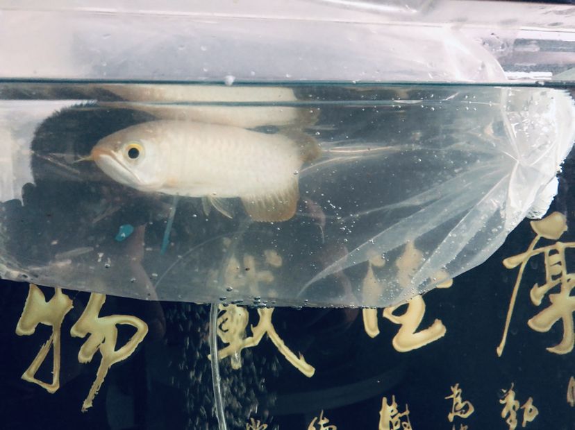 新買的小龍不知品相如何大家來看看 委內(nèi)瑞拉奧里諾三間魚苗 第5張