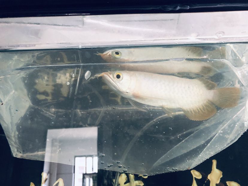 新買的小龍不知品相如何大家來看看 委內(nèi)瑞拉奧里諾三間魚苗 第7張