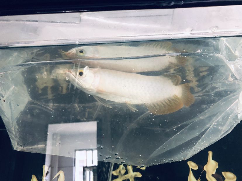 新買的小龍不知品相如何大家來看看 委內(nèi)瑞拉奧里諾三間魚苗 第6張