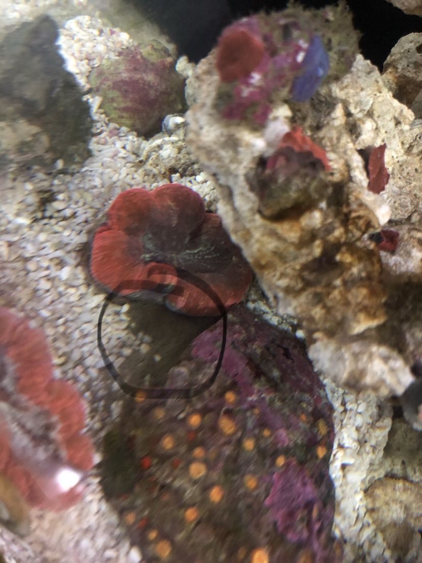 黃岡水族館誰知道這個是啥 白子黃化銀龍魚