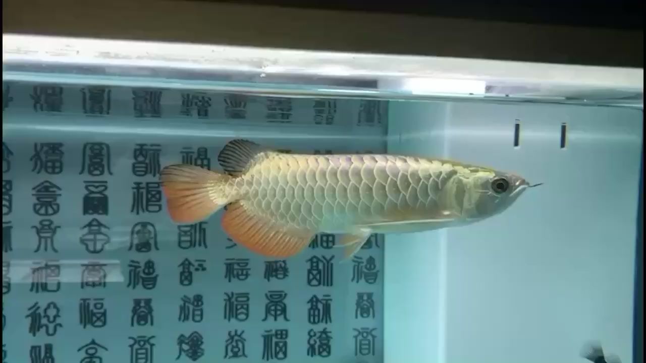 甘南州水族館不反垢的金龍魚