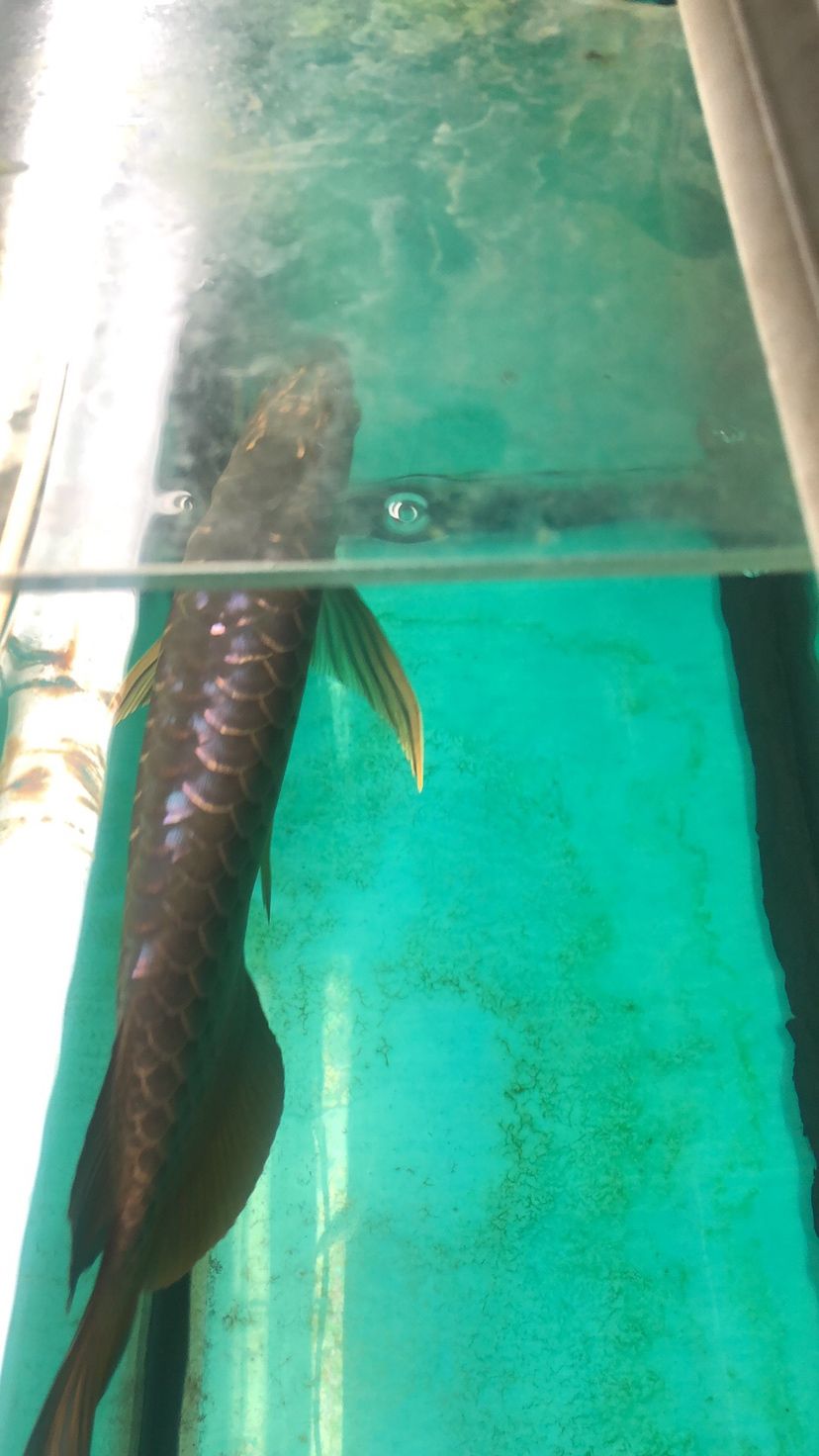 東莞水族館滿背 金老虎魚 第5張