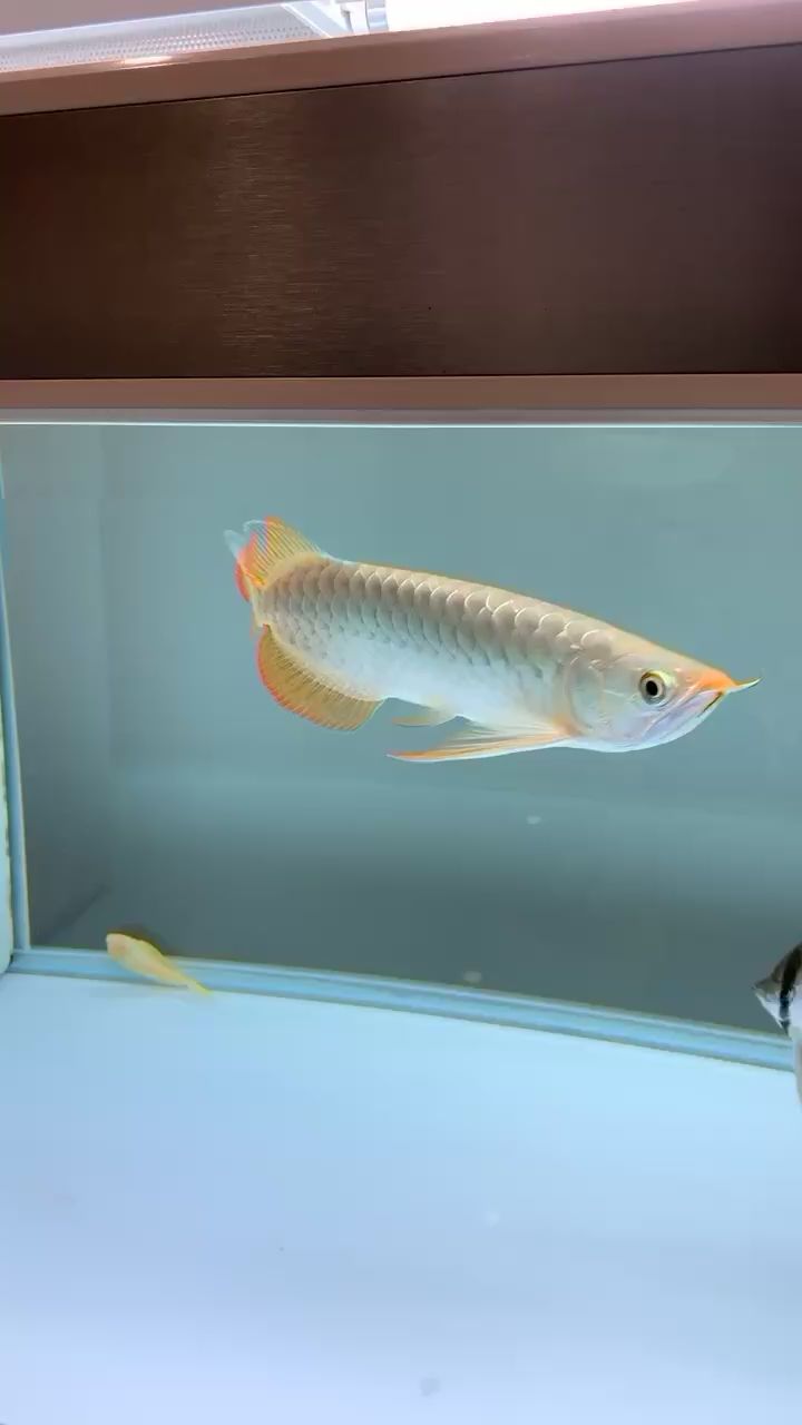 嘉興觀賞魚市場小魚一個月了狀態(tài)很活躍 觀賞魚市場（混養(yǎng)魚）