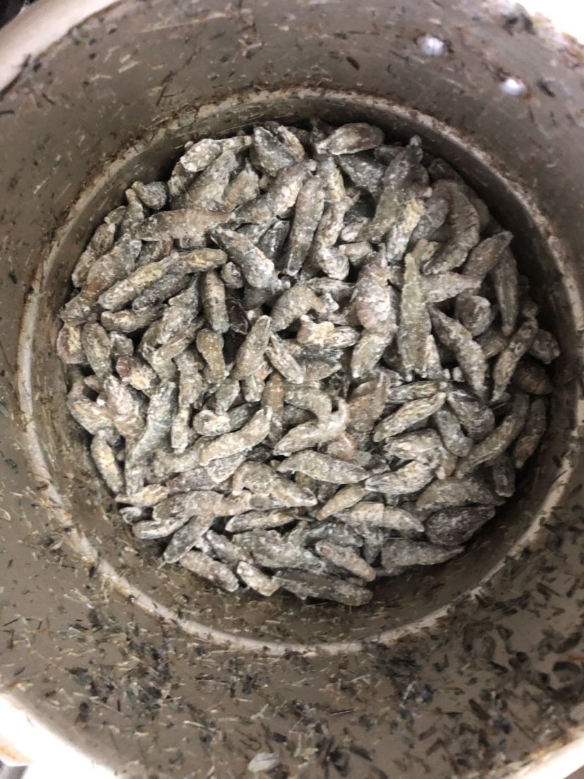 買了點河蝦做魚食