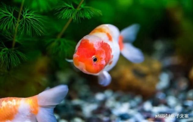 長(zhǎng)春哪里有水族館（店）:長(zhǎng)春市有幾個(gè)海洋館 觀賞魚(yú)水族批發(fā)市場(chǎng)