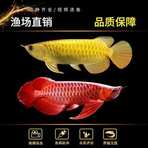 金龍魚養(yǎng)殖場(chǎng)魚苗批發(fā)（金龍魚魚苗批發(fā)市場(chǎng)在哪里） 龍魚百科 第4張