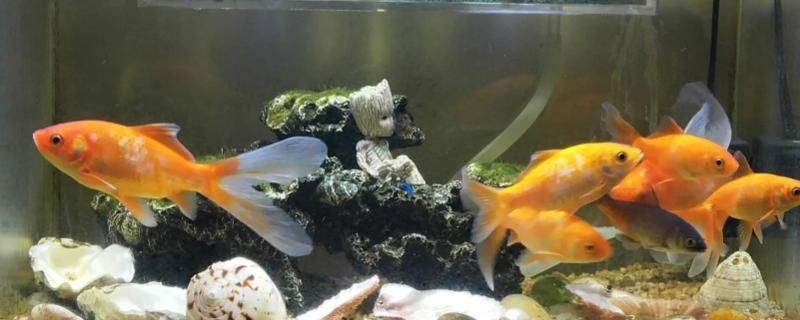 嘉峪關哪里有水族館（店）:5天有什么好的游玩路線嗎 觀賞魚水族批發(fā)市場