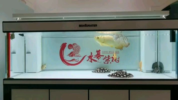 柳州魚池過濾濾材:柳州卷粉醬汁做法 廣州水族器材濾材批發(fā)市場