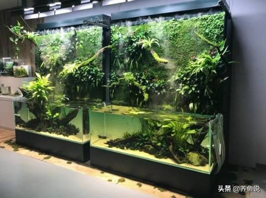 南美異型魚《清道夫魚的品種有哪些》