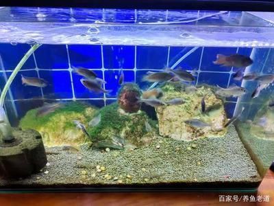 商洛魚池過濾濾材:孩子被商洛學(xué)院錄取了