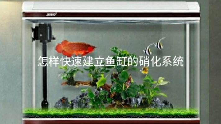 西雙版納傣族自治州魚池過濾濾材 廣州水族器材濾材批發(fā)市場(chǎng)