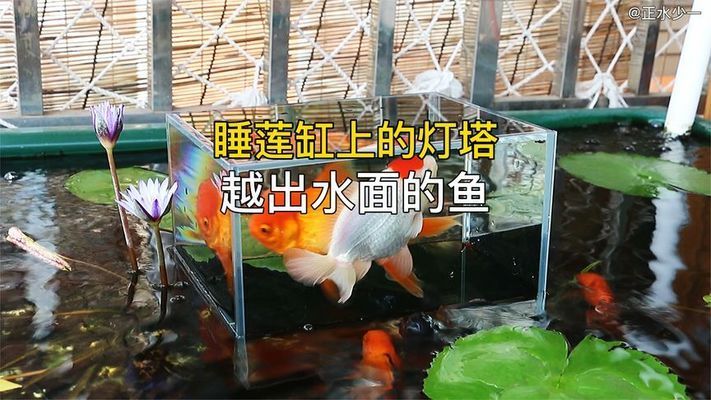 雅安魚(yú)池過(guò)濾濾材 廣州水族器材濾材批發(fā)市場(chǎng)