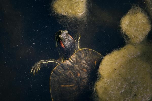 宜昌魚池過濾濾材 廣州水族器材濾材批發(fā)市場