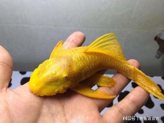 黑金魟魚批發(fā)