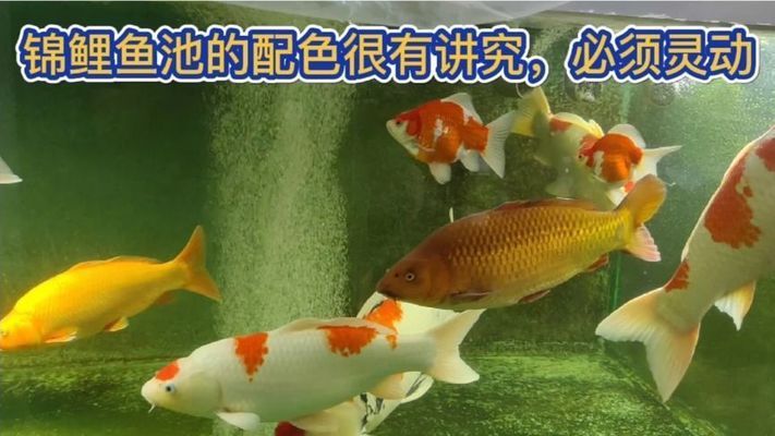 三間鼠魚苗批發(fā) 三間鼠魚