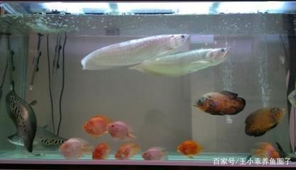 家養(yǎng)銀龍魚有什么講究（家養(yǎng)銀龍魚的講究）