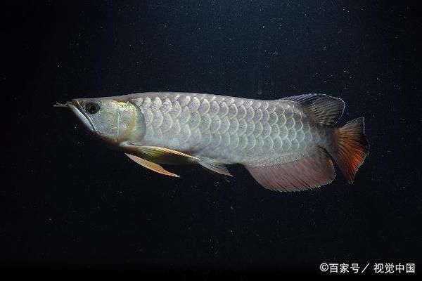 金龍魚觀賞魚好養(yǎng)嗎怎么養(yǎng)（金龍魚的飼養(yǎng)要點） 龍魚百科 第1張