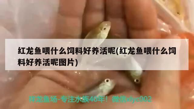 紅龍魚喂什么飼料好養(yǎng)活（紅龍魚人工飼料品牌推薦）