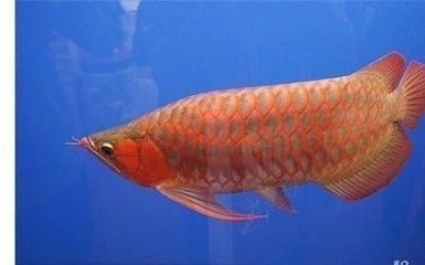 紅眼恐龍魚能活多久啊（紅眼恐龍魚飼養(yǎng)技巧） 龍魚百科 第1張