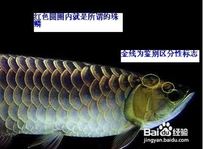 金龍魚等級區(qū)分圖解大全及價格（金龍魚人工繁殖最新進展） 龍魚百科 第4張