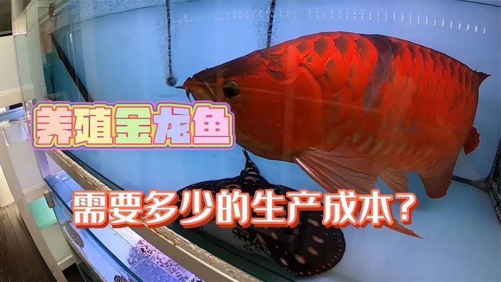 金龍魚養(yǎng)殖成本及利潤(rùn)（金龍魚養(yǎng)殖成本） 龍魚百科 第4張