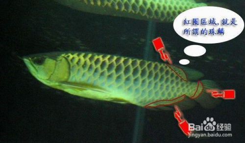 金龍魚的品種怎么鑒別（金龍魚品種鑒別） 龍魚百科 第1張