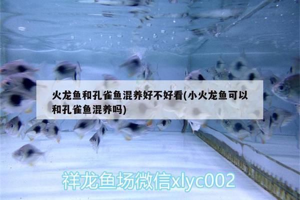 火龍魚可以和孔雀魚混養(yǎng)嗎（火龍魚和孔雀魚可以混養(yǎng)嗎？）