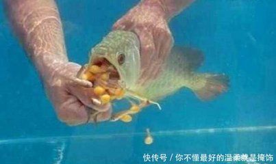 金龍魚小苗的飼養(yǎng)方法圖解（金龍魚小苗的飼養(yǎng)方法） 龍魚百科 第2張