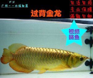 金龍魚小苗的飼養(yǎng)方法圖解（金龍魚小苗的飼養(yǎng)方法） 龍魚百科 第1張