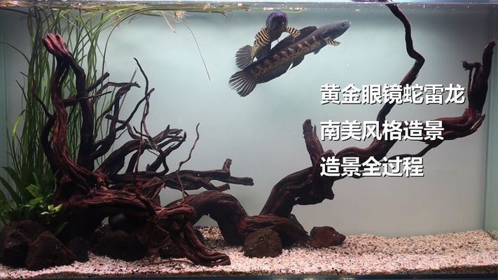 鳳凰紅龍魚市場價格波動（為什么鳳凰紅龍魚的價格在最近的市場調(diào)查中出現(xiàn)了顯著波動？） 水族問答