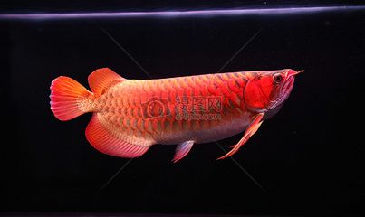 紅龍魚值錢嗎（紅龍魚市場價(jià)格走勢）