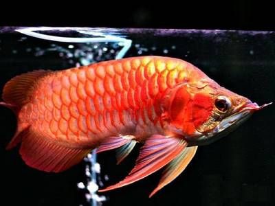 紅龍魚值錢嗎（紅龍魚市場價(jià)格走勢）